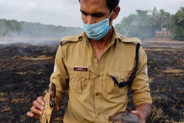 കുറ്റിപ്പുറത്ത് രണ്ടര ഏക്കറോളം വയൽ കത്തി നശിച്ചു