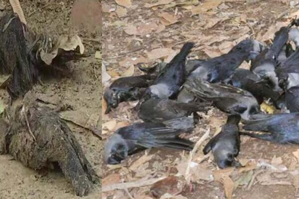 ആലപ്പുഴയില് കാക്കകള് കൂട്ടത്തോടെ ചത്തത് പക്ഷിപ്പനി മൂലമെന്ന് സ്ഥിരീകരണം
