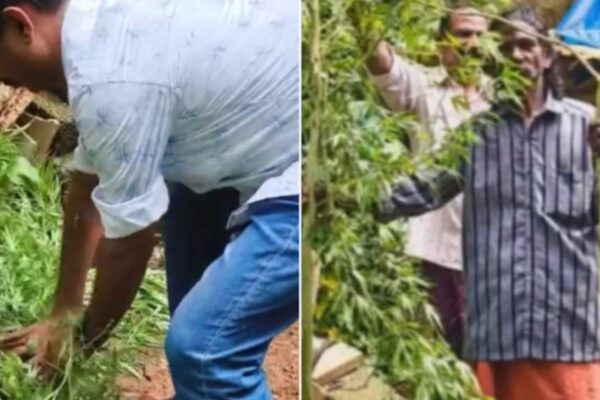 പാറശാലയിൽ വീട്ടിൽ കഞ്ചാവ് ചെടി നട്ടുവളർത്തി വിളവെടുത്ത് ഉണക്കി കച്ചവടം നടത്തി വന്ന ആളെ പിടികൂടി