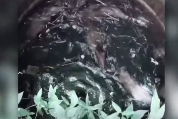 പാലക്കാട് കിണറ്റിൽ വീണ അഞ്ച് കാട്ടുപന്നികളെ വെടിവച്ചു കൊന്നു