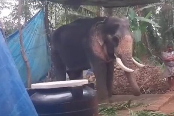 അനുമതിയില്ലാതെ എഴുന്നള്ളിപ്പിന് എത്തിച്ചു; ആനയെ കസ്റ്റഡിയിലെടുത്ത് വനം വകുപ്പ്